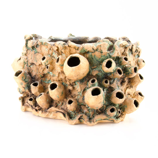 Large Barnacle Sculpture/ Planter - Tan with Oxides